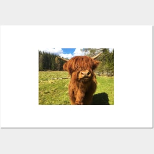 Scottish Highland Cattle Calf 1999 Posters and Art